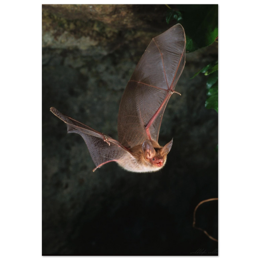 Fladdermus med utsträckta vingar i en mörk grotta – Fotorealistisk poster