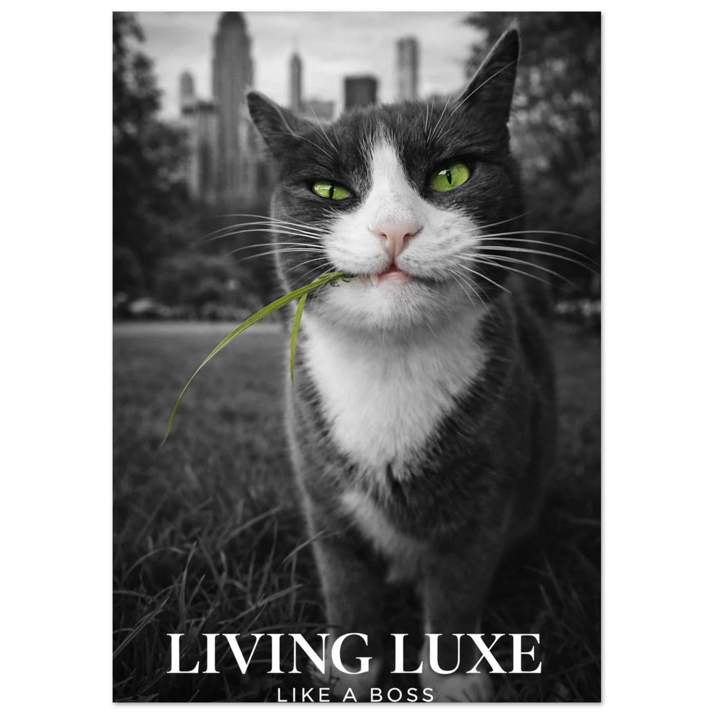 Närbild på katt med intensiv blick och texten Living Luxe Like A Boss – Fotorealistisk poster