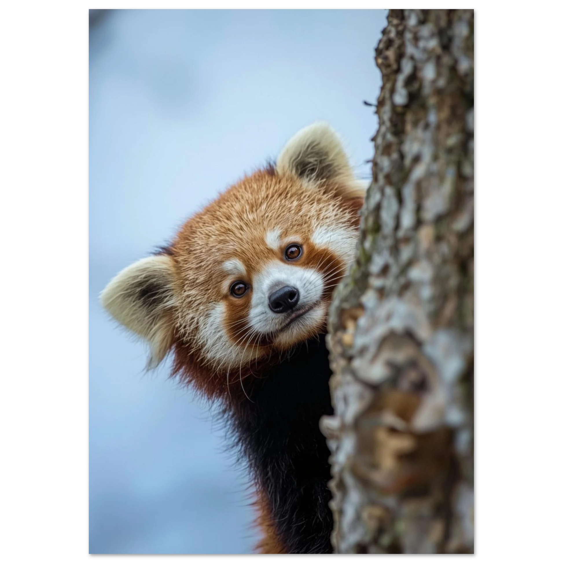 Porträtt av röd panda med mjuka färger och suddig bakgrund