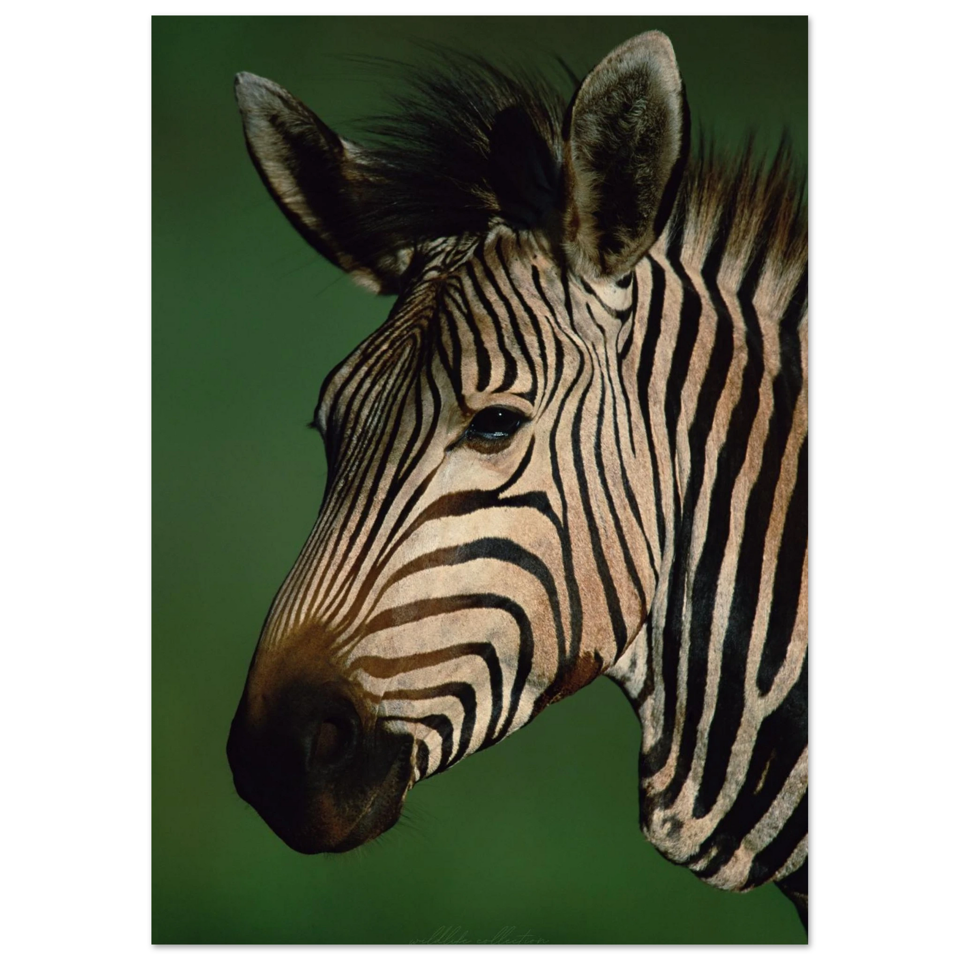 Stilstudie av zebrans ränder och eftertänksamma blick – Fotorealistisk poster