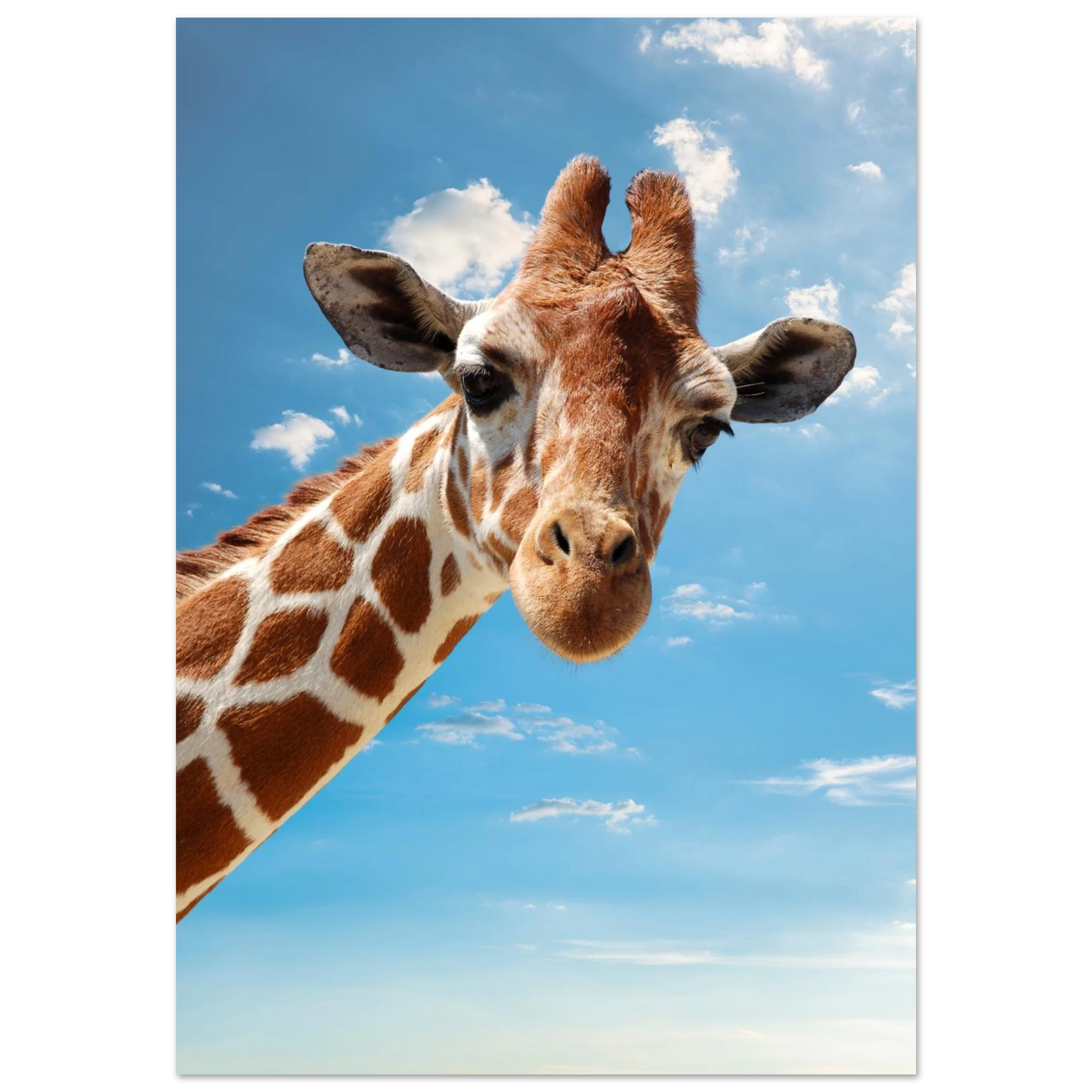 Närbild på en nyfiken giraff som tittar in i kameran mot en blå himmel – Fotorealistisk poster