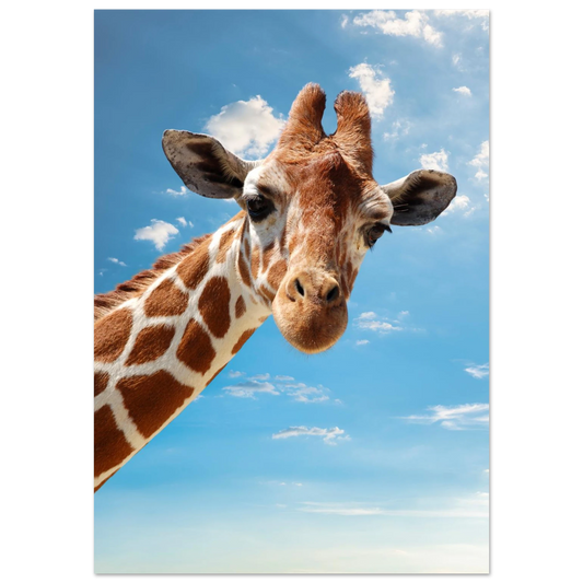 Närbild på en nyfiken giraff som tittar in i kameran mot en blå himmel – Fotorealistisk poster