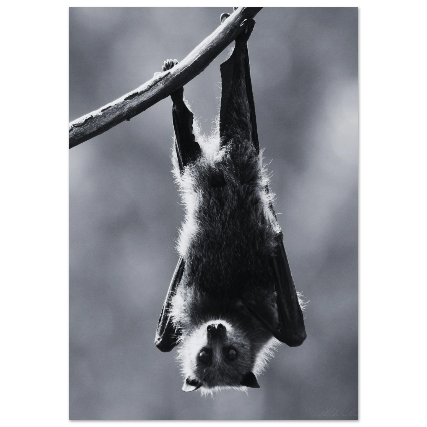 Fladdermus som hänger uppochned på en gren – Fotorealistisk poster