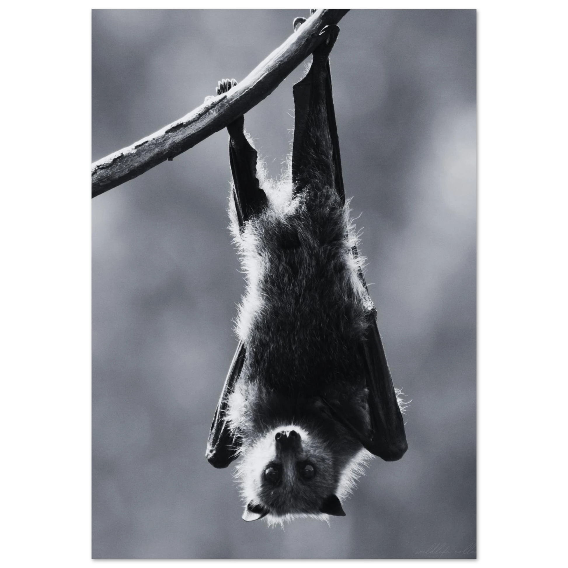Fladdermus som hänger uppochned på en gren – Fotorealistisk poster