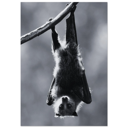 Fladdermus som hänger uppochned på en gren – Fotorealistisk poster