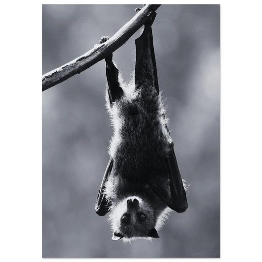 Fladdermus som hänger uppochned på en gren – Fotorealistisk poster