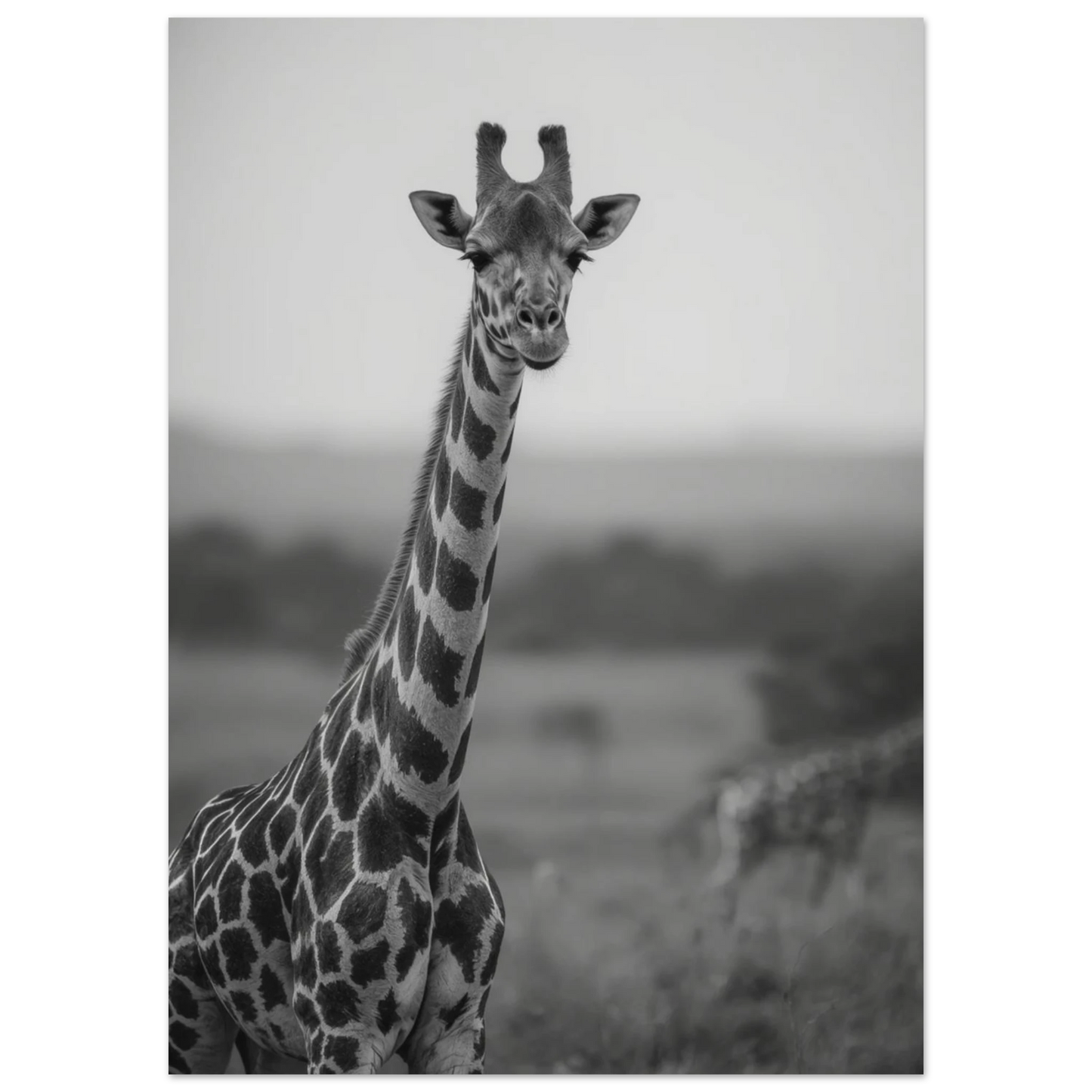 Närbild på giraff i svartvit fotokonst med suddig bakgrund