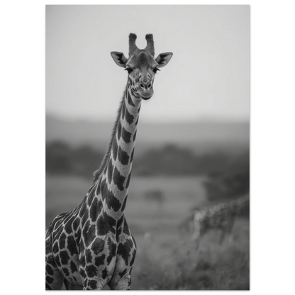 Närbild på giraff i svartvit fotokonst med suddig bakgrund