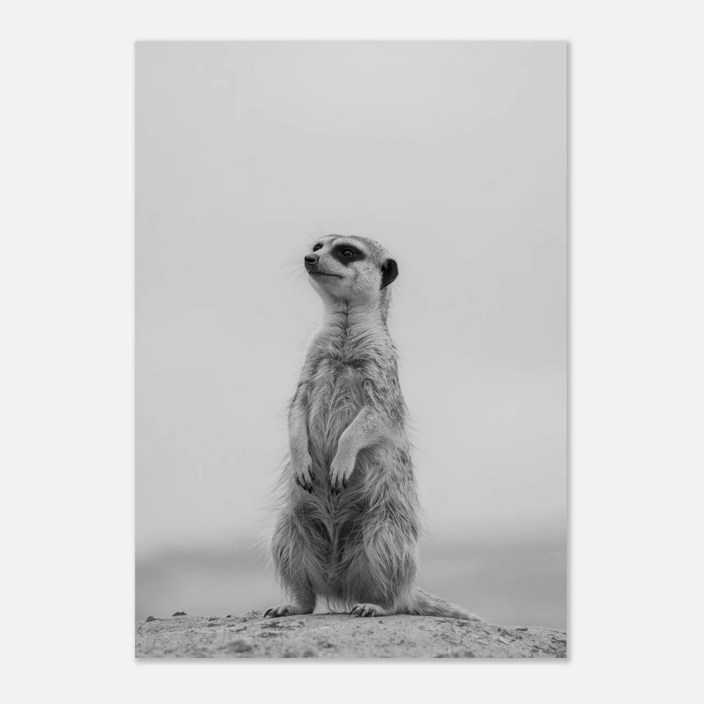 Minimalistiskt djurmotiv med en surikat i profil, konstnärligt svartvitt foto