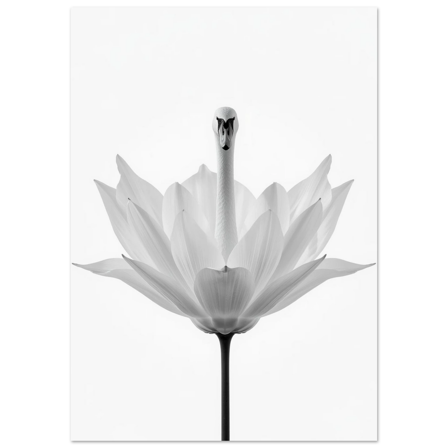 Närbild av en svanhals i en lotusblomma, elegant fotokonst för vardagsrum