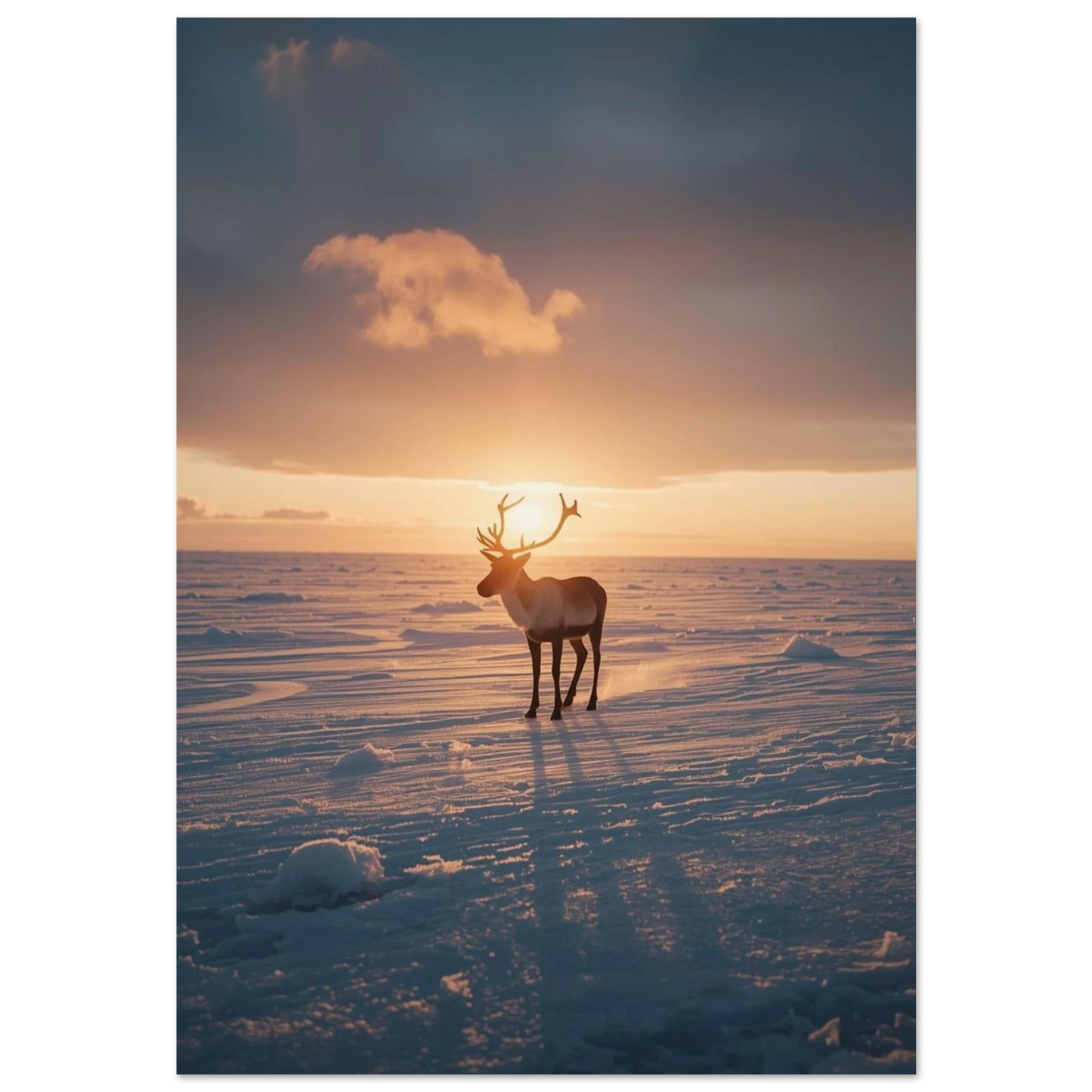 Ren i silhuett mot gyllene solnedgång på snötäckt tundra – fotoposter