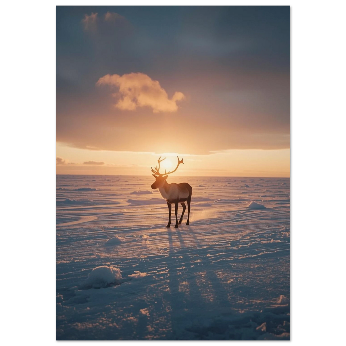 Ren i silhuett mot gyllene solnedgång på snötäckt tundra – fotoposter
