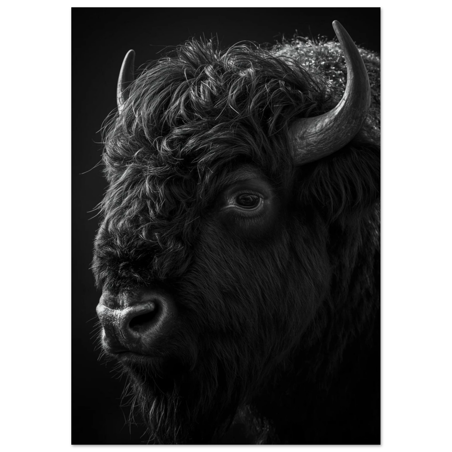 Närbild av bisonoxens öga och lockiga päls i svartvitt – print