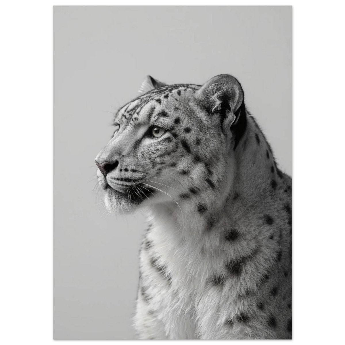 Närbild på snöleopardens mönstrade päls i svartvitt – stilren djurtavla