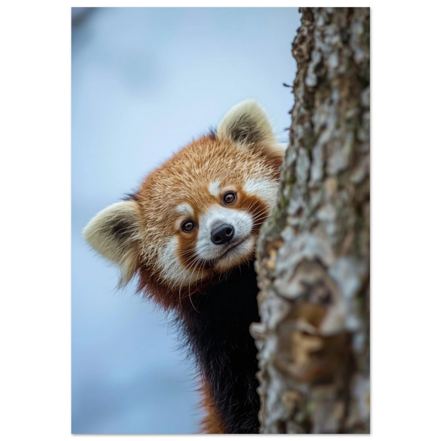 Röd panda bakom trädstam – närbild på ansikte i naturmiljö