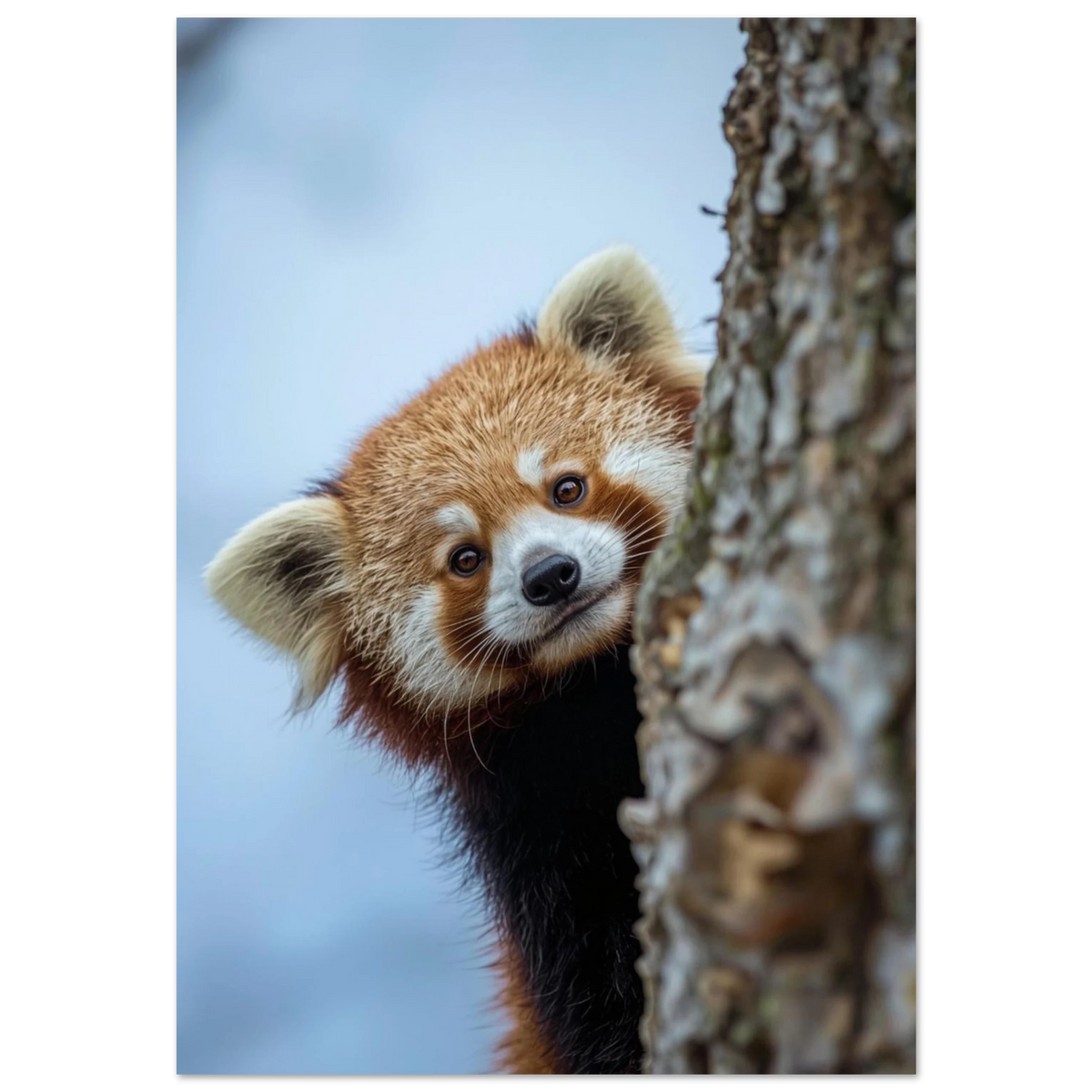 Röd panda bakom trädstam – närbild på ansikte i naturmiljö