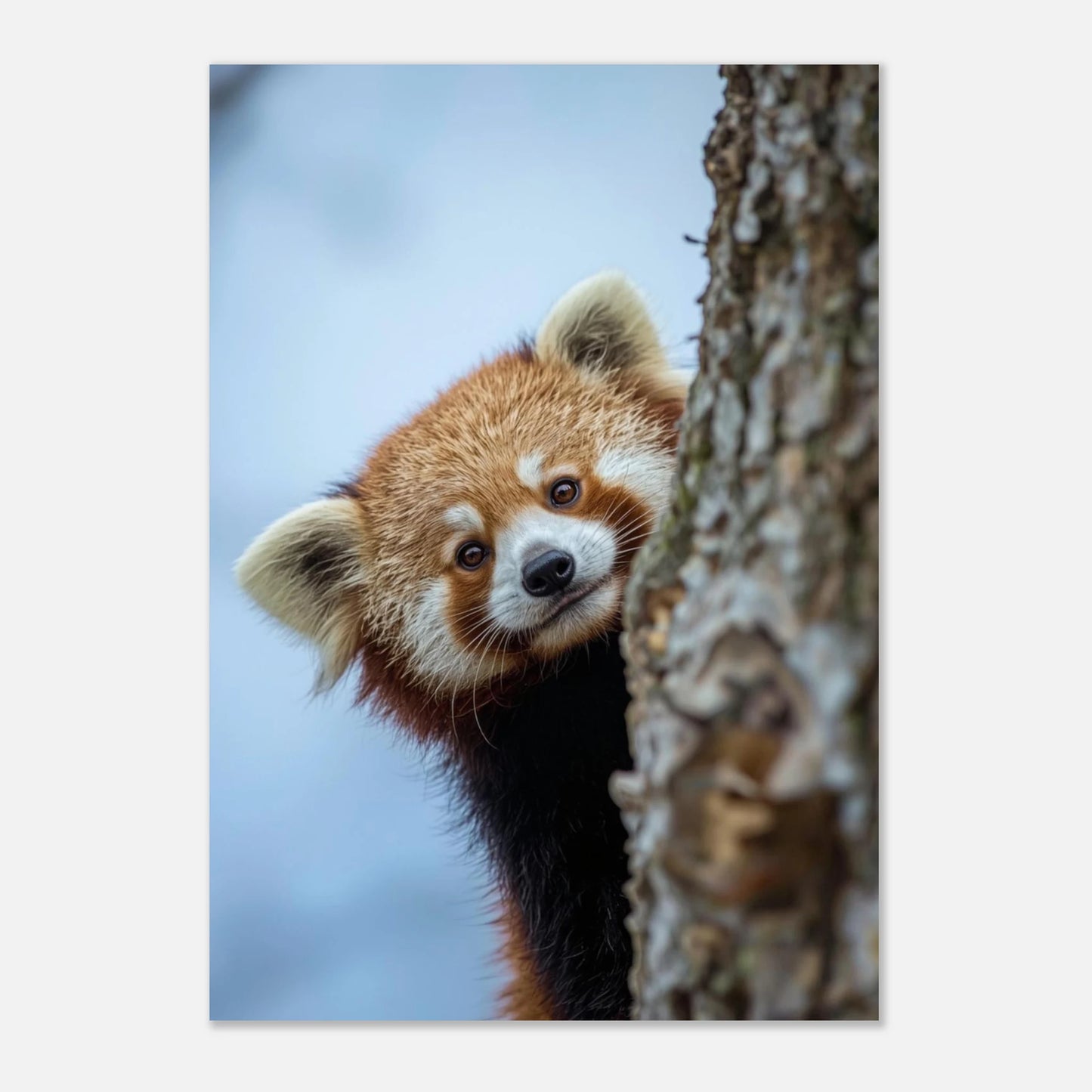 Naturtroget foto av röd panda med intensiva bruna ögon