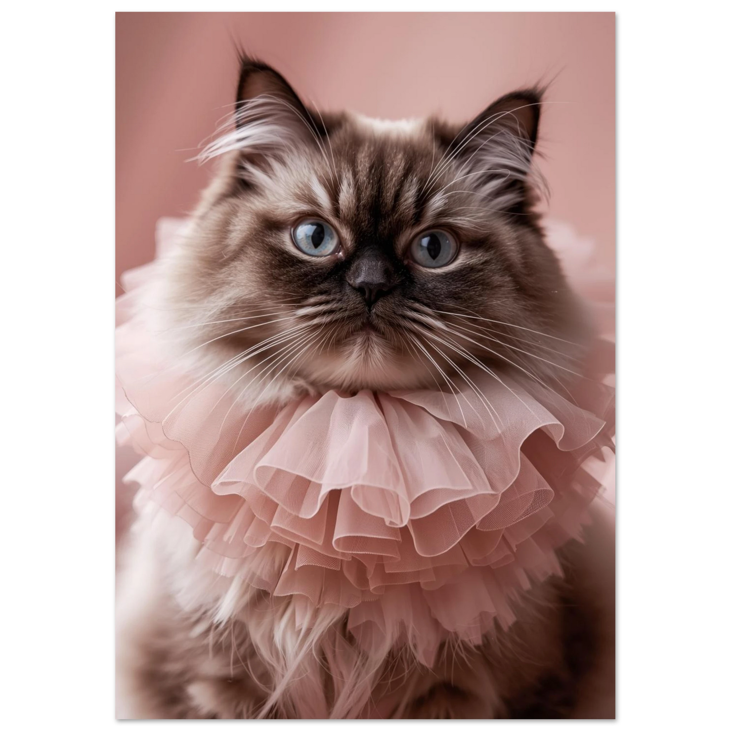 Närbild på perserkatt med blå ögon och rosa volangkrage – väggkonst