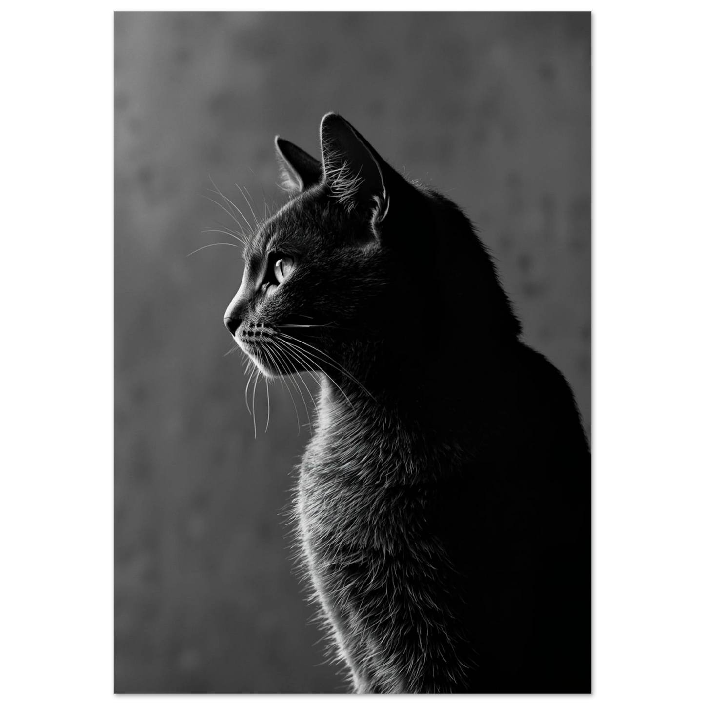 Svartvit katt i sidoprofil, belyst från sidan mot enfärgad bakgrund – Fotorealistisk poster