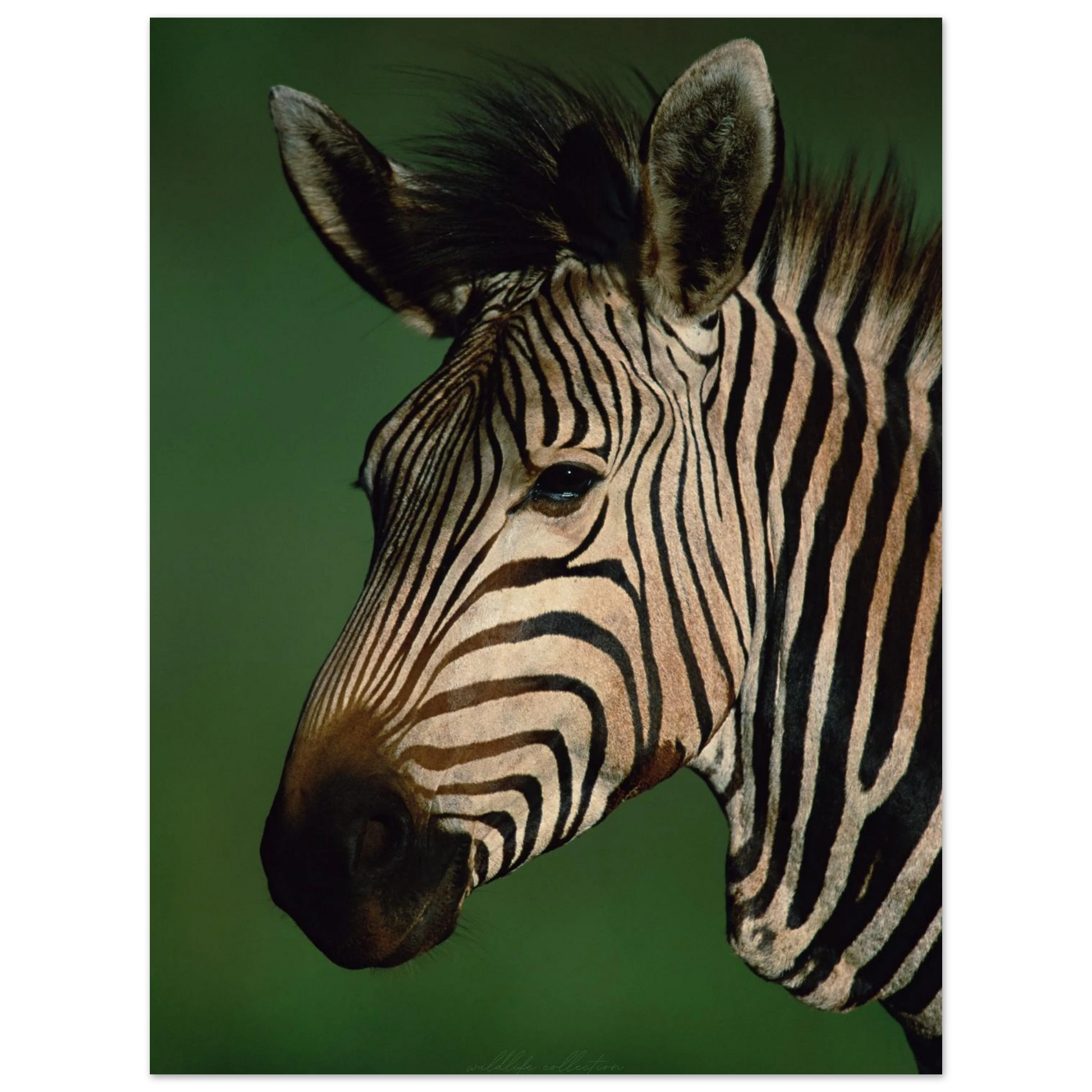 Elegant zebraliknande mönster i naturligt ljus – Fotorealistisk poster