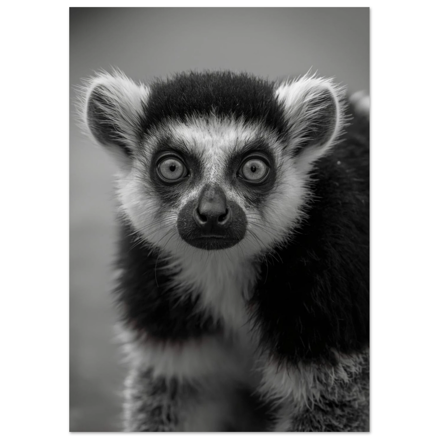 Stilren fotokonst av en lemur med detaljerad päls i gråskala