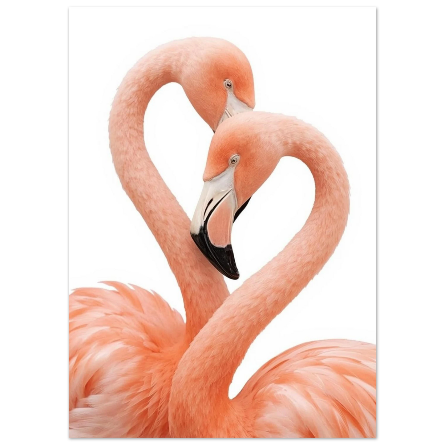 Närbild på flamingopar i kärleksfull pose mot vit bakgrund, djurposter