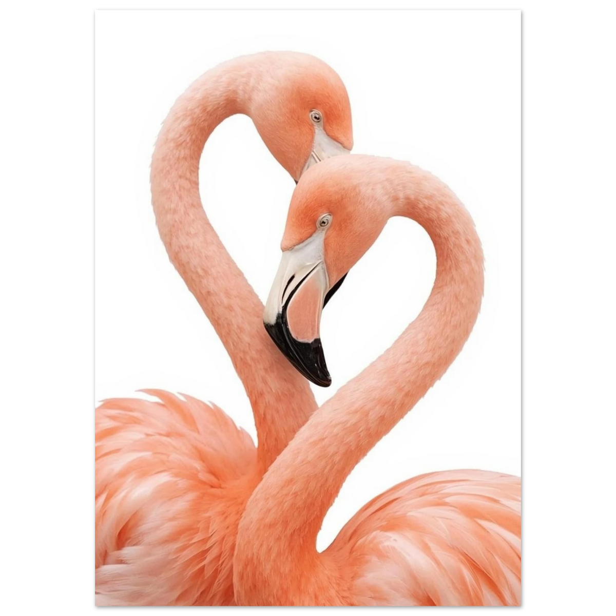 Närbild på flamingopar i kärleksfull pose mot vit bakgrund, djurposter