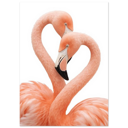 Närbild på flamingopar i kärleksfull pose mot vit bakgrund, djurposter