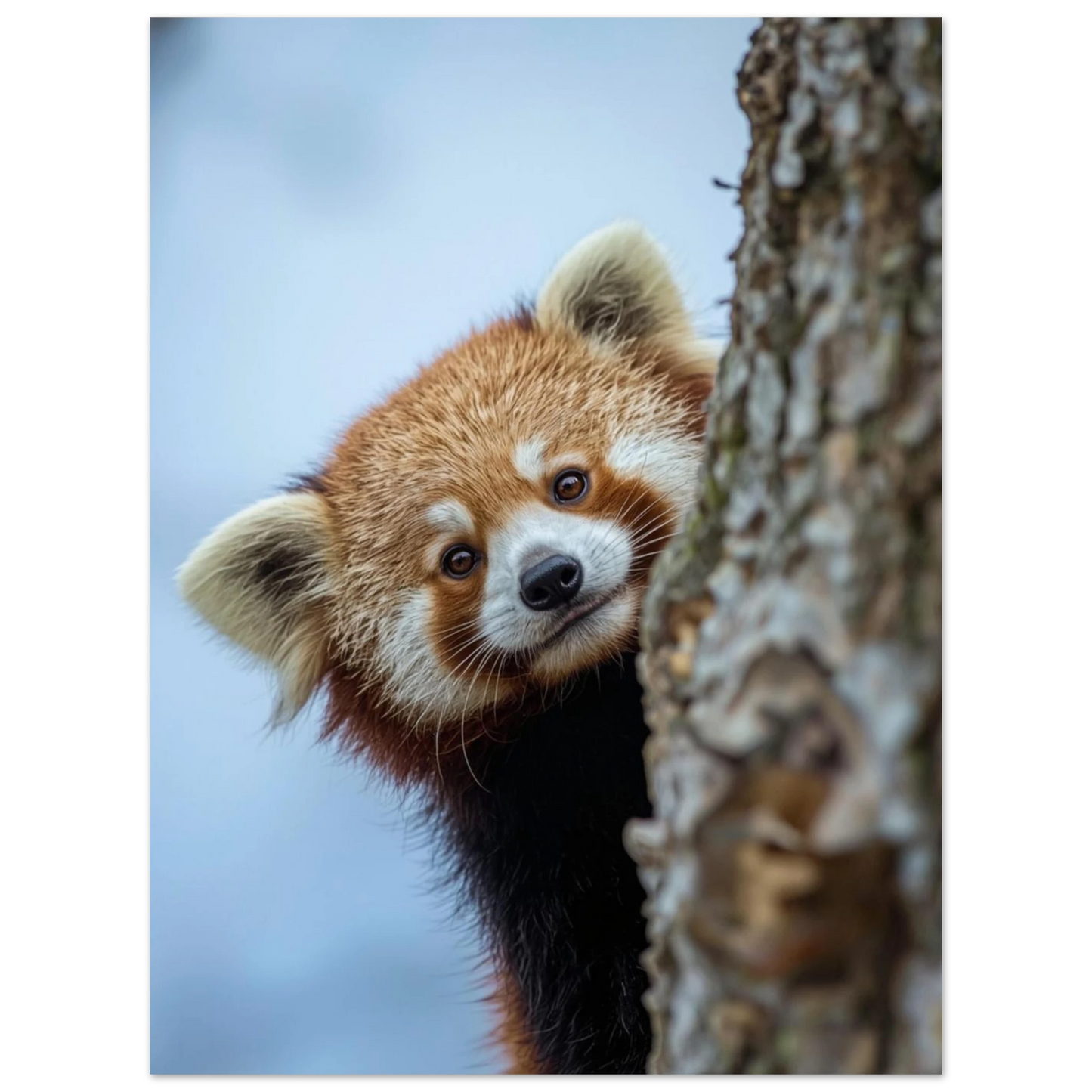 Lekfull röd panda som gömmer sig bakom ett träd – fotokonst