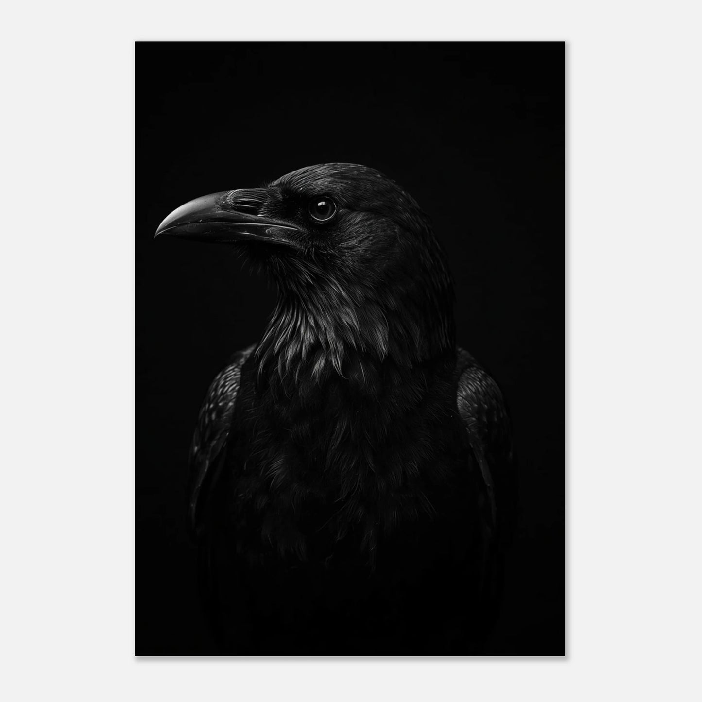 Gåtfull korp med genomträngande blick på en stilren djurposter