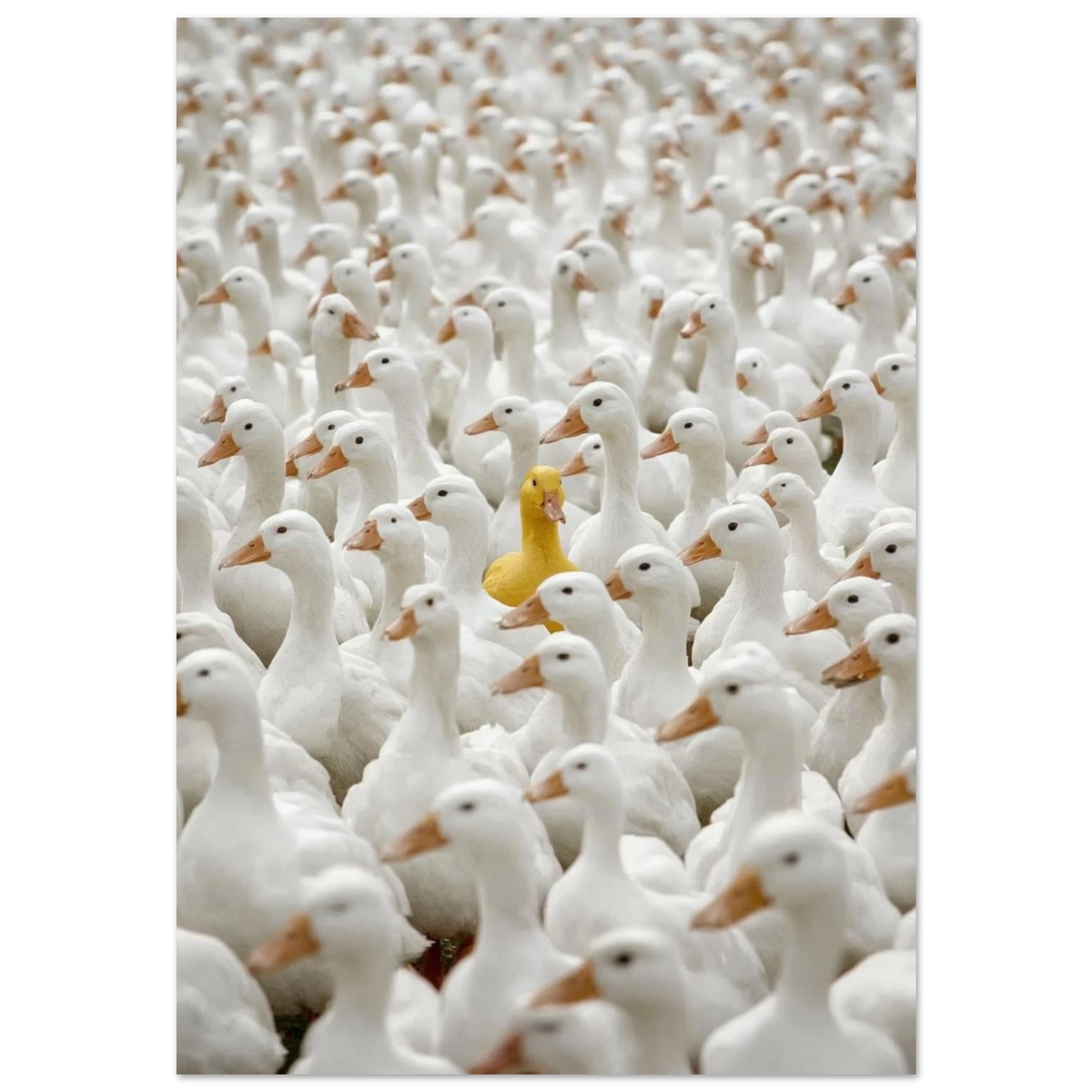Fotografi av en ensam gul anka i en stor flock vita ankor på svart bakgrund