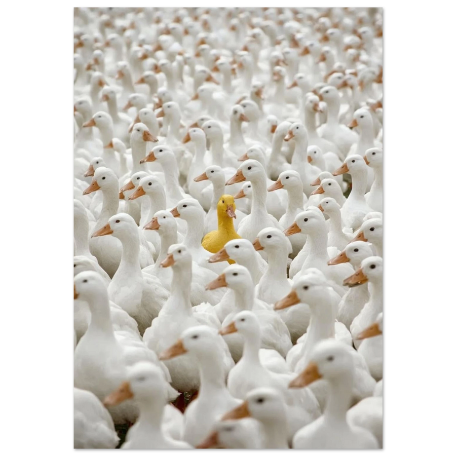 Fotografi av en ensam gul anka i en stor flock vita ankor på svart bakgrund