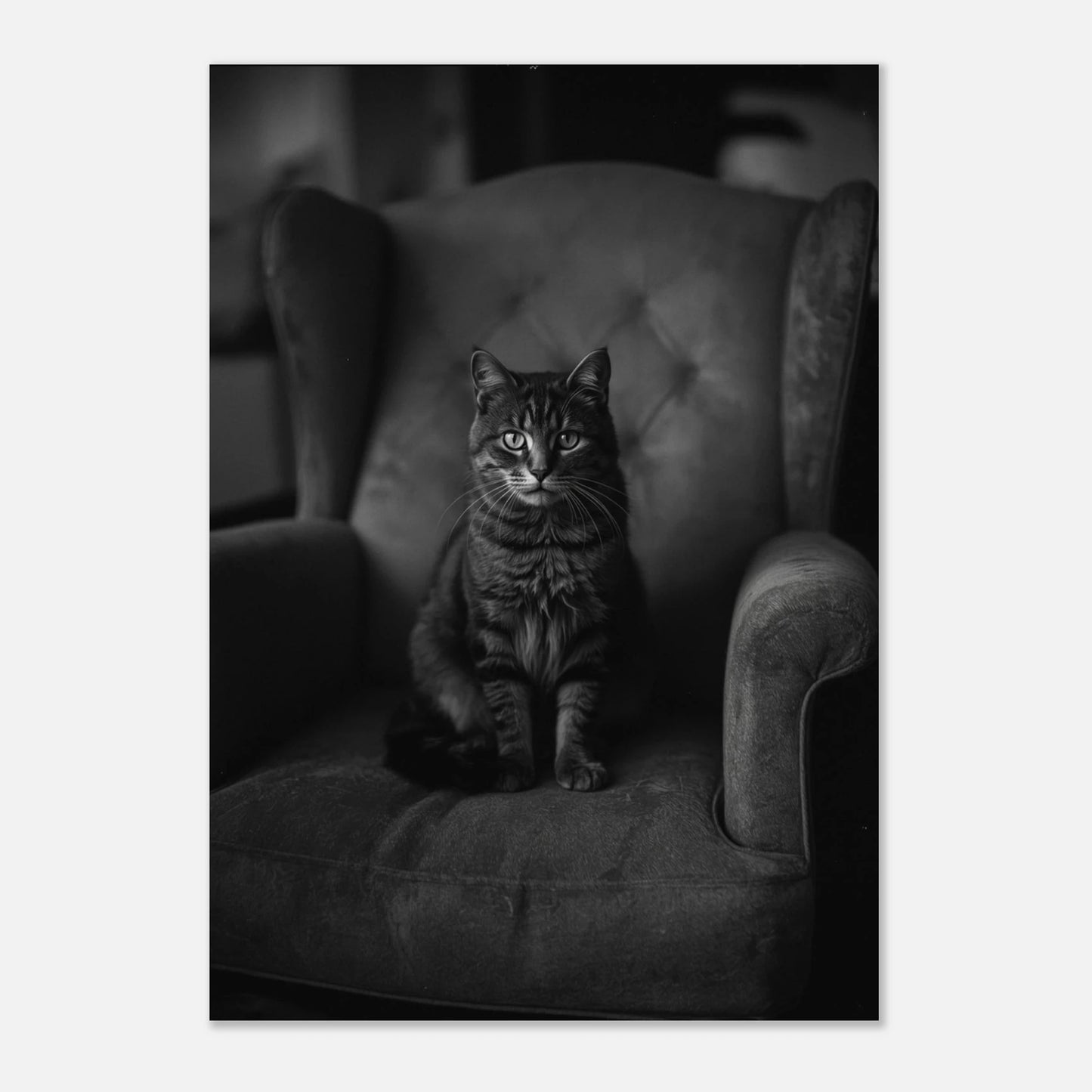 Klassisk fotokonst i svartvitt av en huskatt som vilar i fåtölj