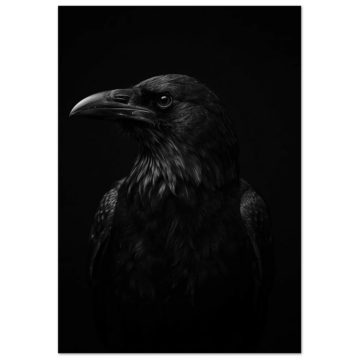 Närbild på korp i profil mot svart bakgrund, mörk fotokonst